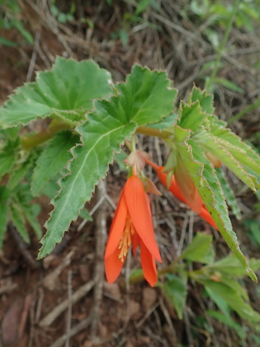 Begonia boliviensis
