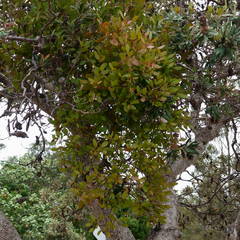 Muellerina celastroides