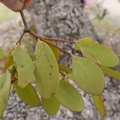 Muellerina celastroides