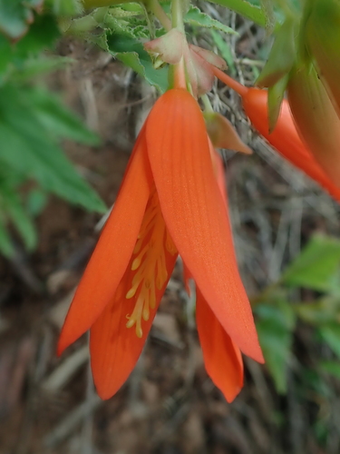 Begonia boliviensis