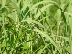 Aphylla distinguenda