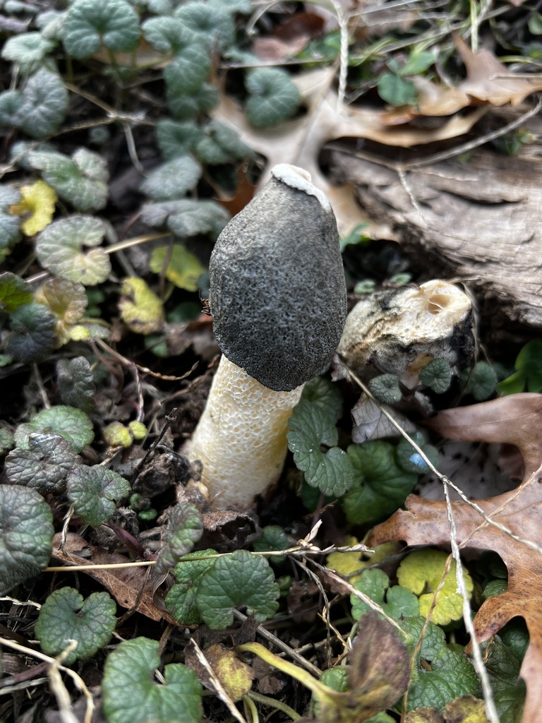 Phallus ravenelii · November 2025 · photo: © sigridjakob (iNaturalist, cc0)