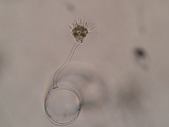 Ephelota