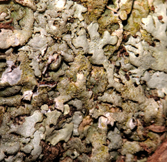 Xanthoparmelia plittii