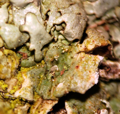 Xanthoparmelia plittii