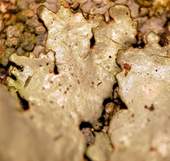 Xanthoparmelia plittii