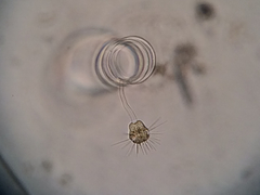 Ephelota