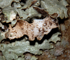 Xanthoparmelia plittii