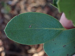Arctostaphylos manzanita roofii