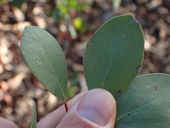 Arctostaphylos manzanita roofii