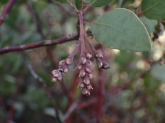 Arctostaphylos manzanita roofii