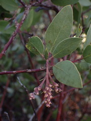 Arctostaphylos manzanita roofii