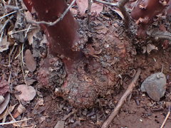 Arctostaphylos manzanita roofii