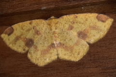 Periclina apricaria
