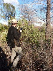 Arctostaphylos manzanita roofii