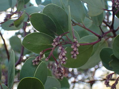 Arctostaphylos manzanita roofii