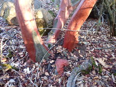 Arctostaphylos manzanita roofii