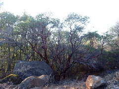 Arctostaphylos manzanita roofii