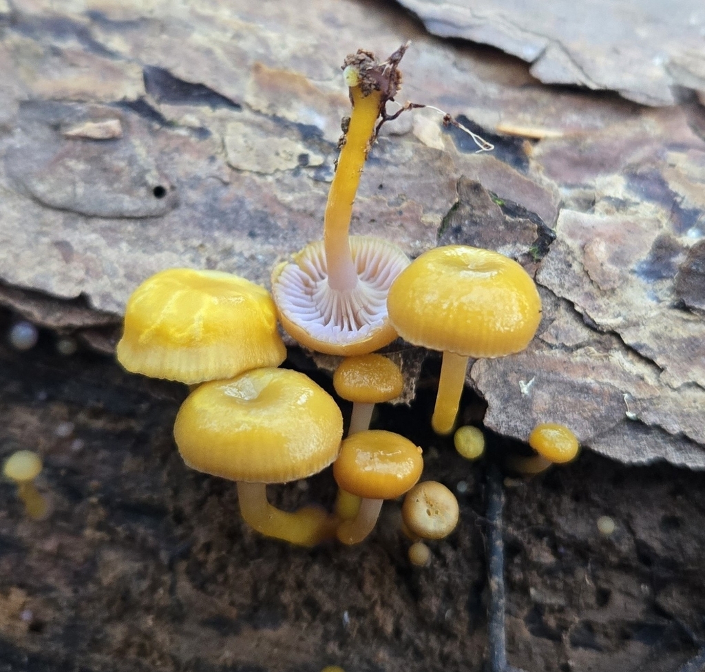 Chromosera lilacifolia · November 2025 · photo: © benfungi (iNaturalist, cc-by)