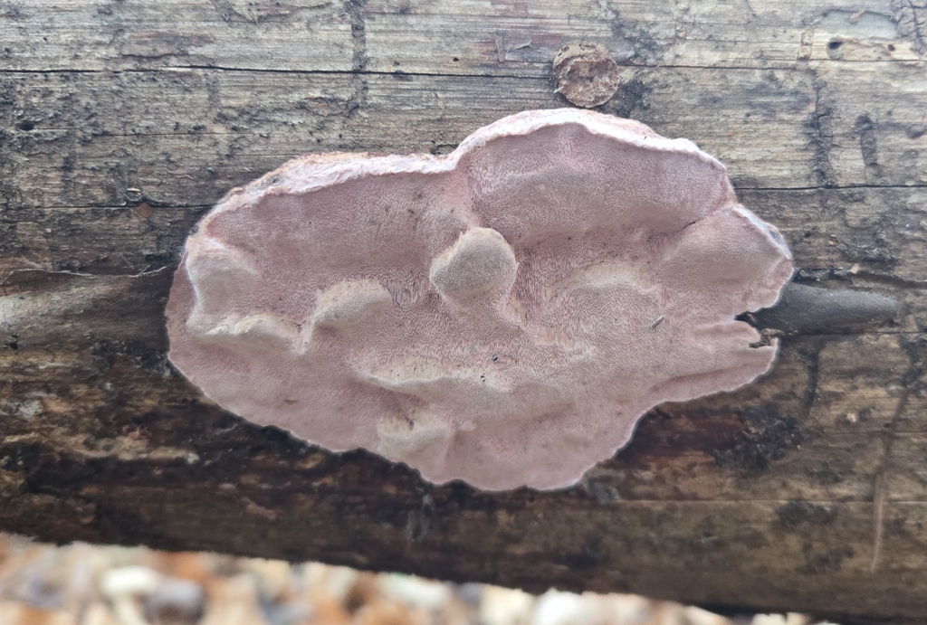 Fomitopsis cajanderi · November 2025 · photo: © benfungi (iNaturalist, cc-by)