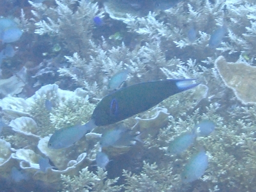 Moon Wrasse (Thalassoma lunare)