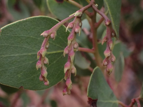 Arctostaphylos manzanita ssp. wieslanderi