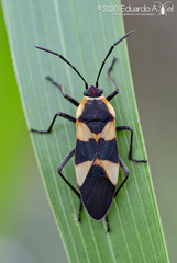 Oncopeltus cingulifer