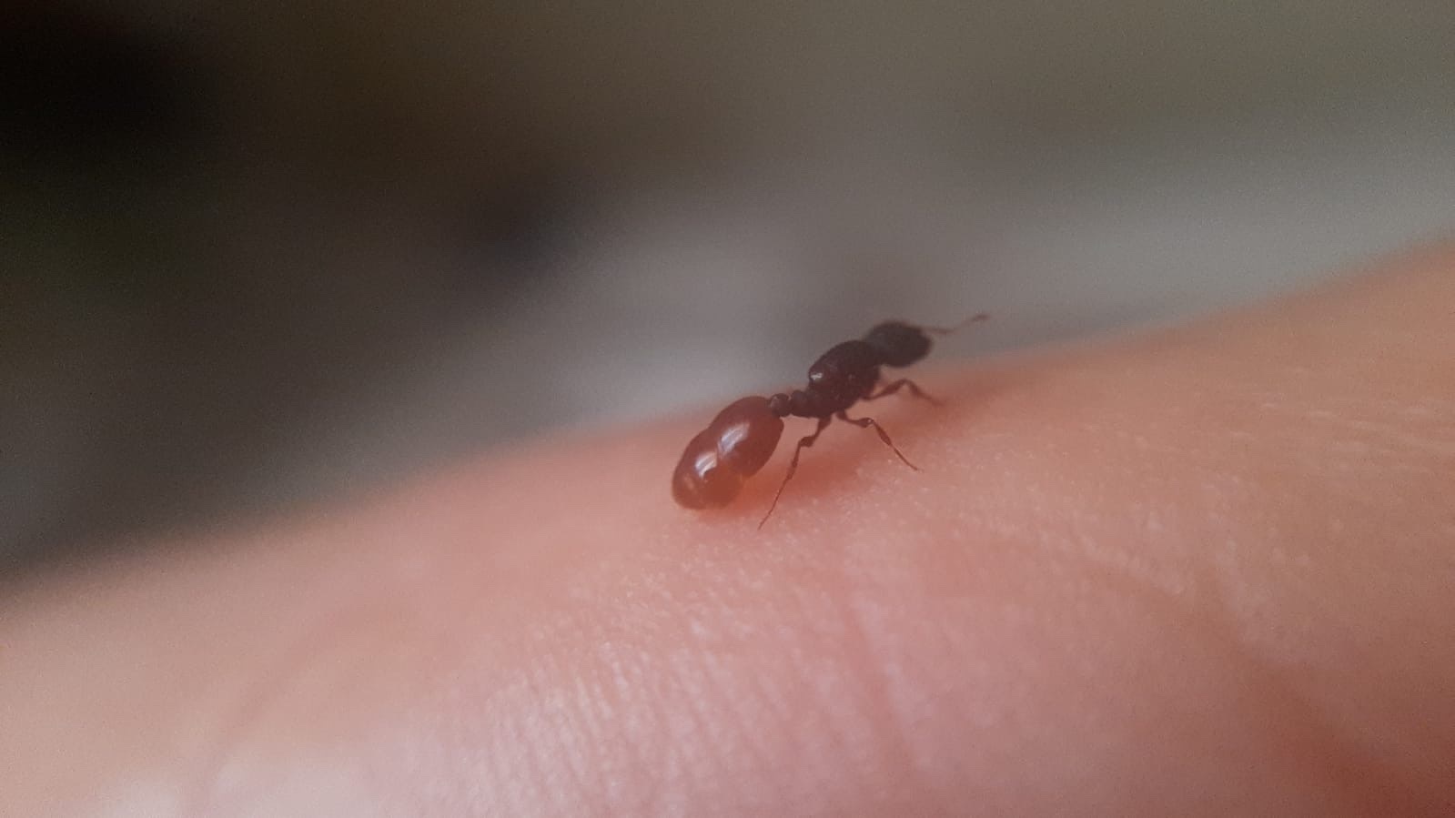 Carebara peruviana