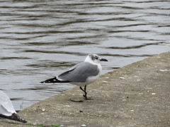 Leucophaeus atricilla