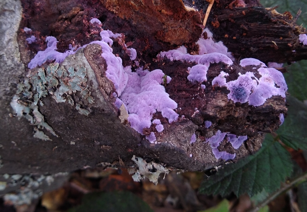 Punctularia atropurpurascens · November 2025 · photo: © johnkenny54 (iNaturalist, cc0)