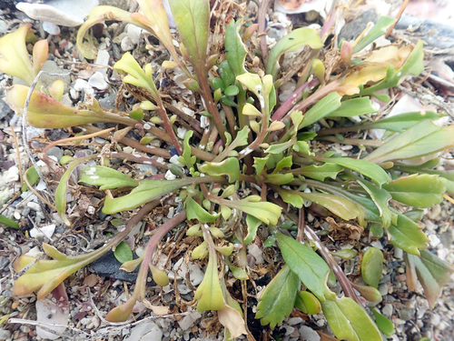 Coastal Cress (Lepidium flexicaule)