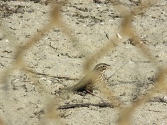 Passerculus sandwichensis rostratus