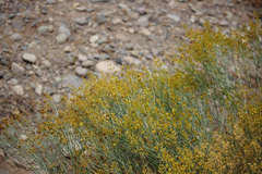 Gymnophyton isatidicarpum