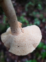 Hydnum oregonense