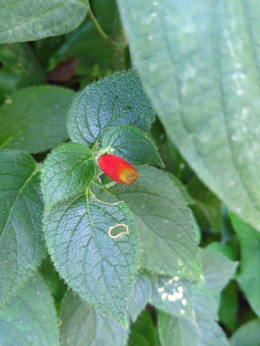 Kohleria tubiflora, photograph 2