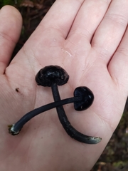 Entoloma serrulatum