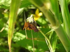 Camptischium