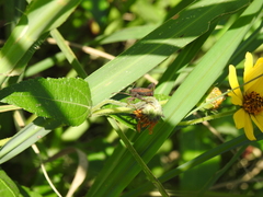 Camptischium