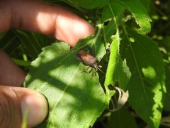 Camptischium