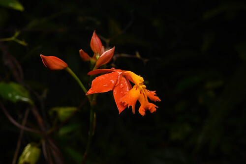 Epidendrum radicans
