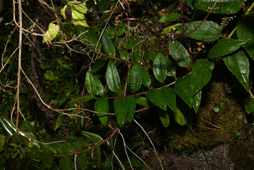Epidendrum radicans