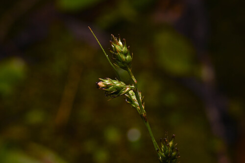 Carex polystachya, 2025-11-26