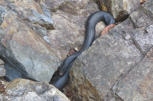 Red-bellied Black Snake sighting