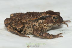 Bufo cryptotympanicus