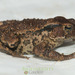 Earless Toad - Photo (c) Triplefin Expeditions, some rights reserved (CC BY-NC-ND)