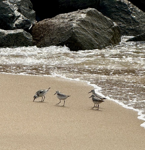 Sanderling