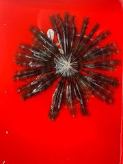 Echinodermata
