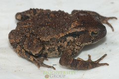 Bufo cryptotympanicus
