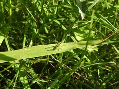 Conocephalus longipes