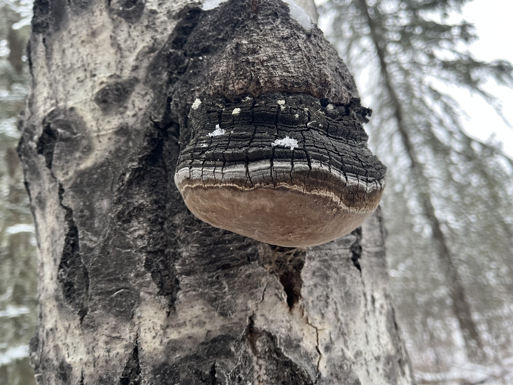Phellinus tremulae · November 2025 · photo: © rachael_benjamin (iNaturalist, cc0)